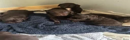 Springador dogs for sale: Beautiful Lab x springer spaniel puppies  - Advert 10