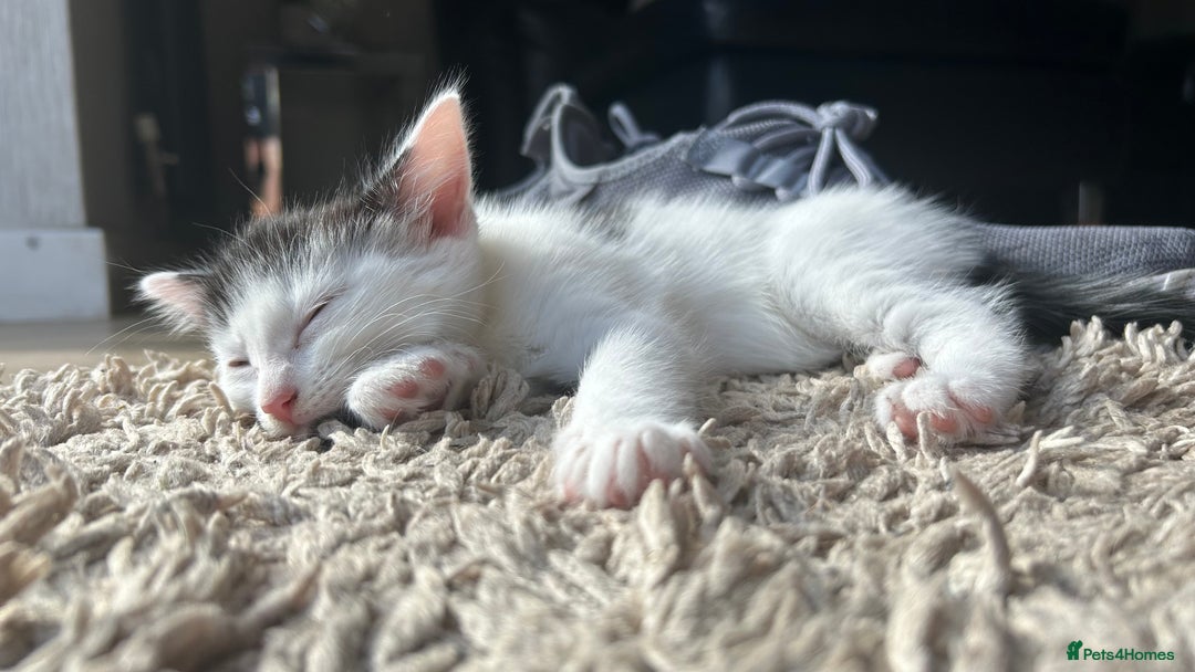 Mixed Breed cats for sale: Kittens for sale - Image 7