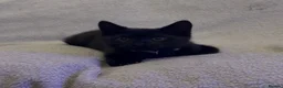 Mixed Breed cats for sale: 2 loving kittens needing forever homes - Advert 2