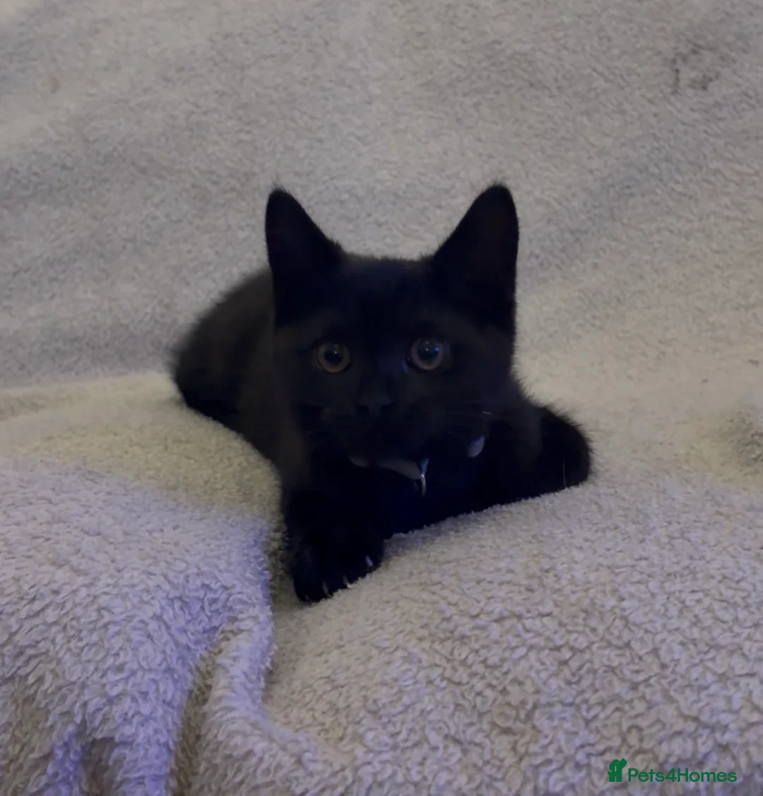 Mixed Breed cats for sale: 2 loving kittens needing forever homes - Advert 2