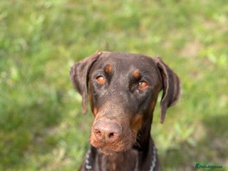 Dobermann dogs Top quality doberman - Advert 10