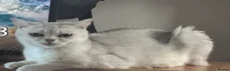 Scottish Fold cats for sale: Scottish fold kittens - Advert 7