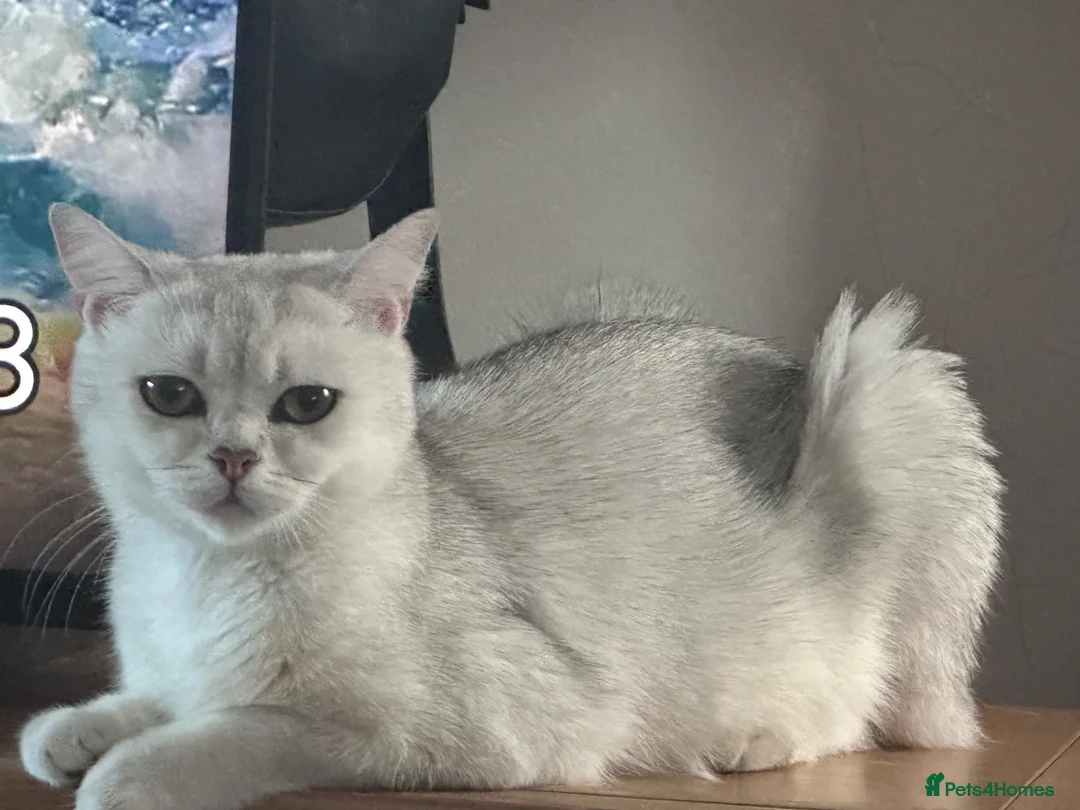 Scottish Fold cats for sale: Scottish fold kittens - Advert 7