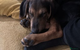 Mixed Breed dogs for sale: German shepherd x Labrador - Image 4
