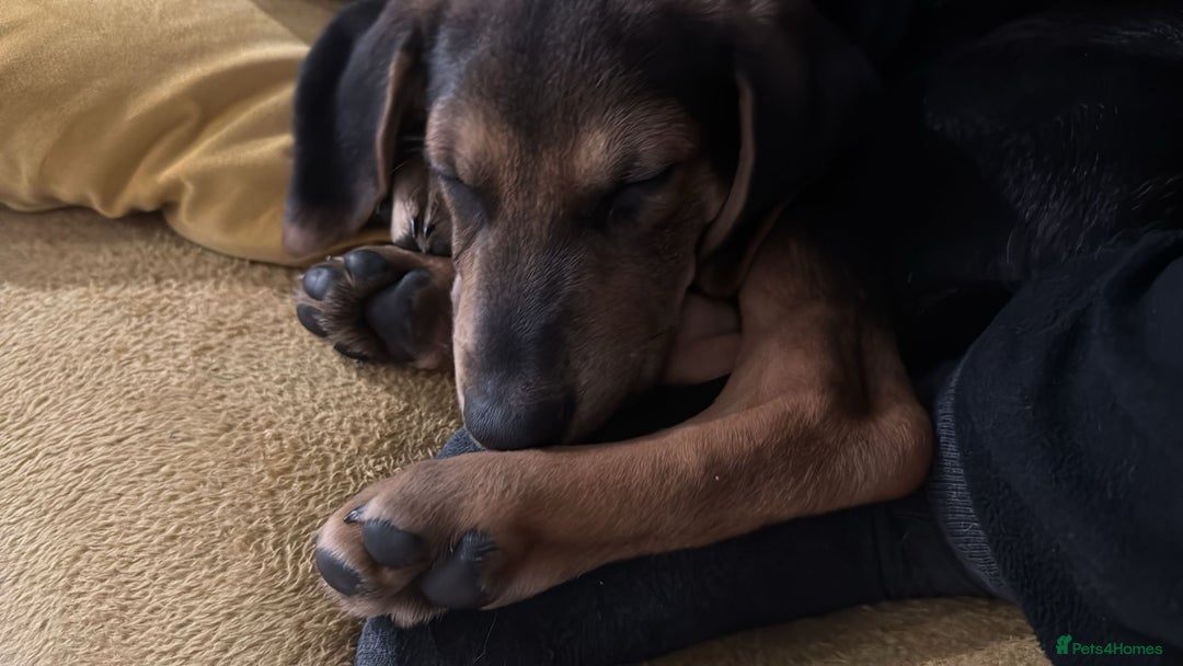 Mixed Breed dogs for sale: German shepherd x Labrador - Image 4