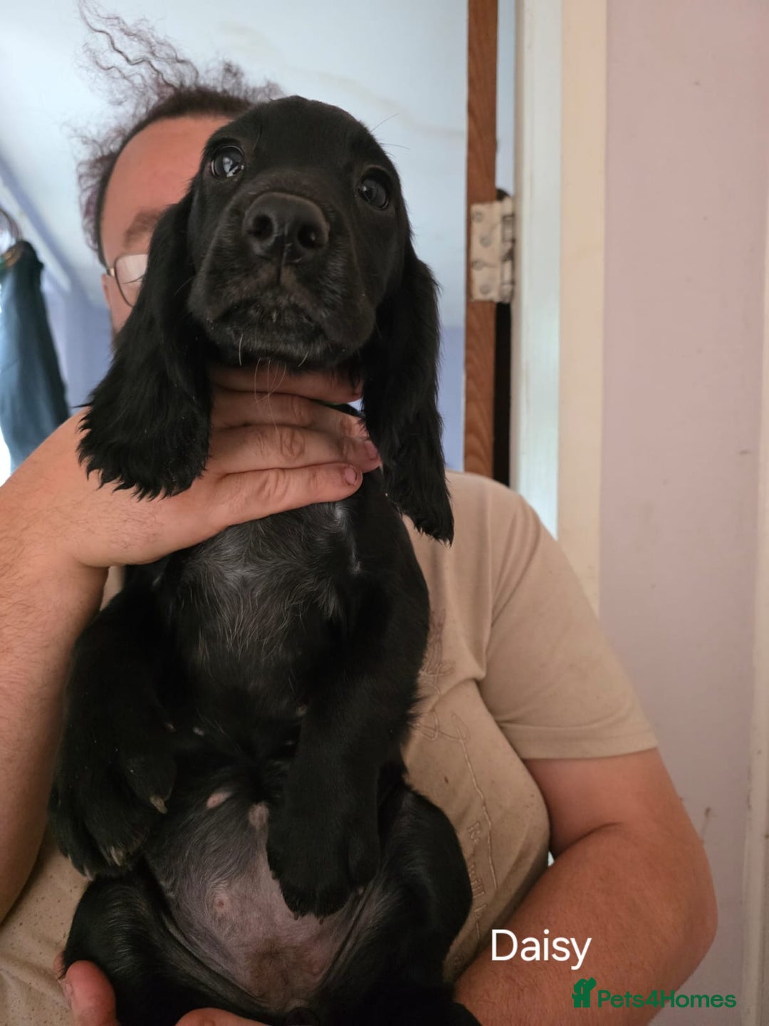 Cocker Spaniel dogs for sale: Cocker spaniel pups - Image 14