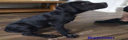 Cane Corso dogs for sale: Reduced! Champion Bloodline Cane Corso Puppies - Advert 8