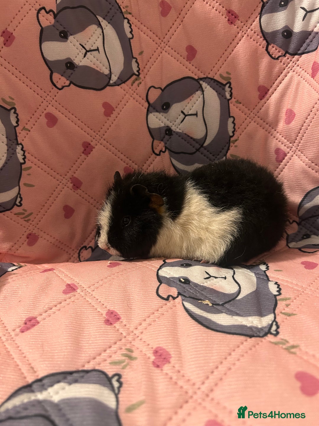 Guinea Pig rodents for sale: Lovely Teddy and Coronet baby guinea pigs  - Advert 5