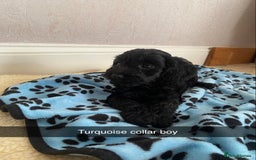 Cockapoo dogs for sale: ‼️6 gorgeous cockapoo pups ready to leave now‼️ - Image 5
