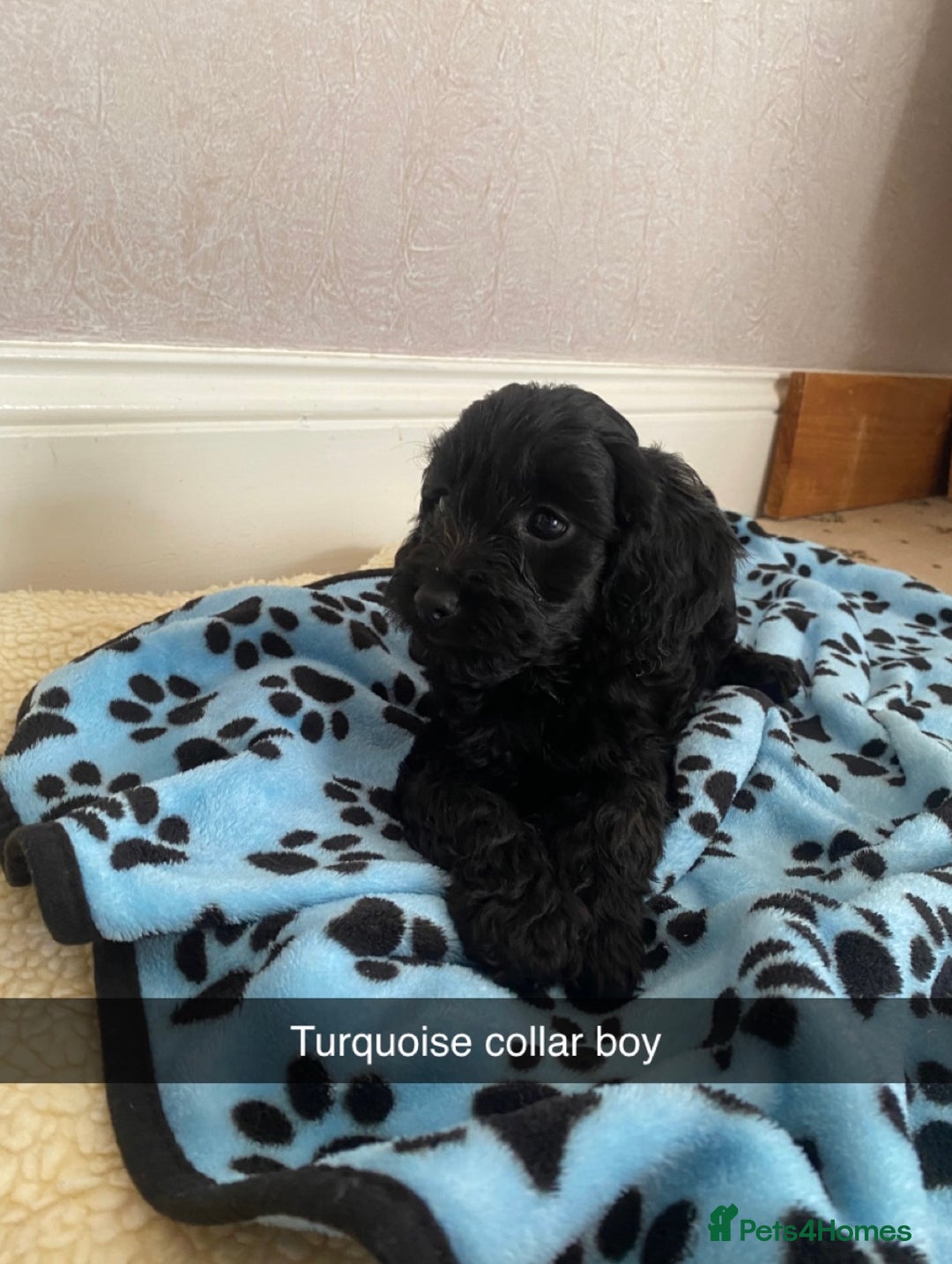 Cockapoo dogs for sale: ‼️6 gorgeous cockapoo pups ready to leave now‼️ - Image 5