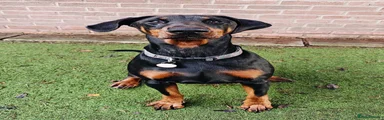 Dobermann Puppy 1