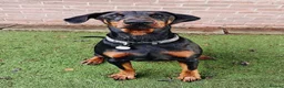 Dobermann dogs for sale: Stunning male dobermann  - Advert 2