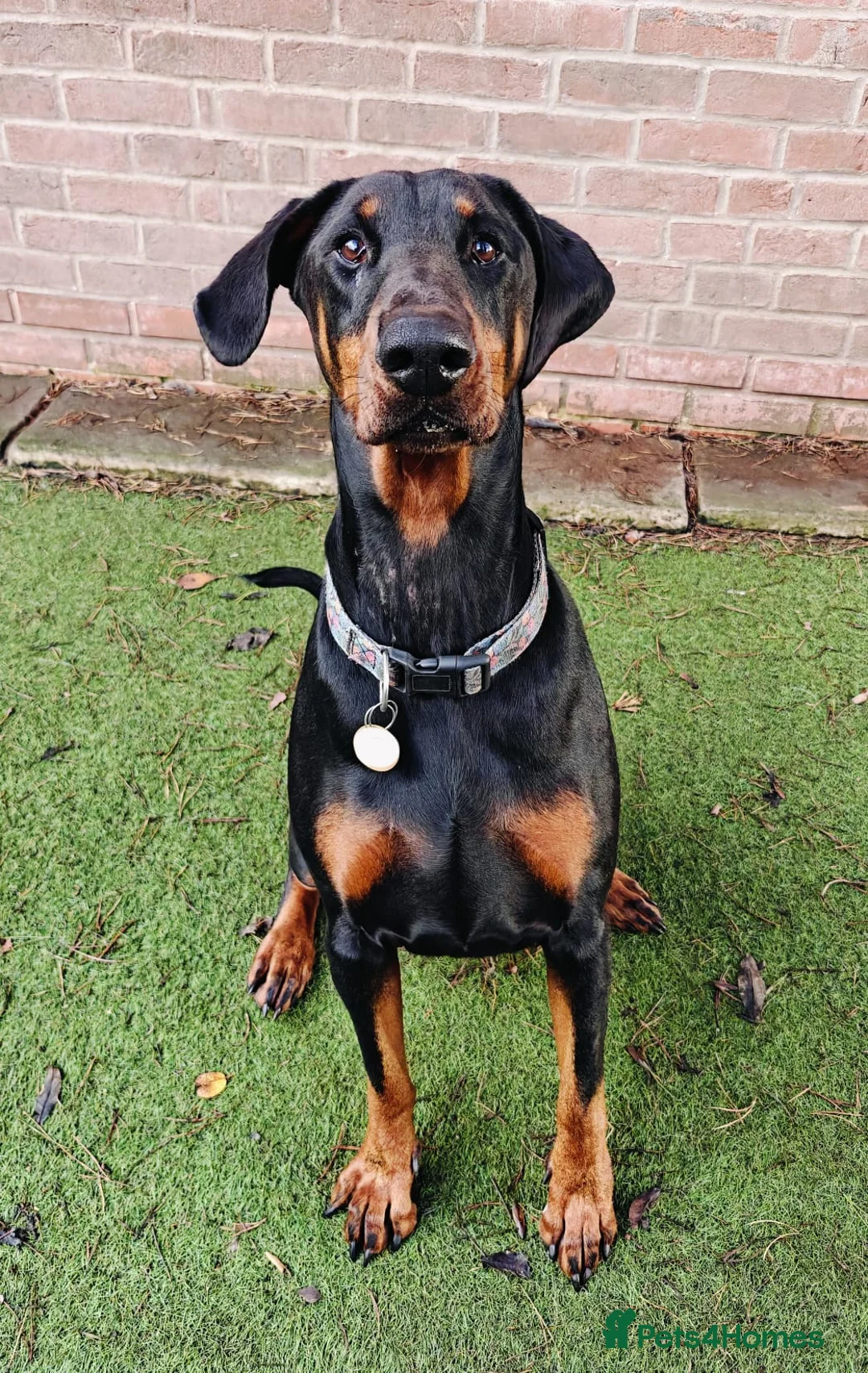 Dobermann dogs for sale: Stunning male dobermann  - Advert 2