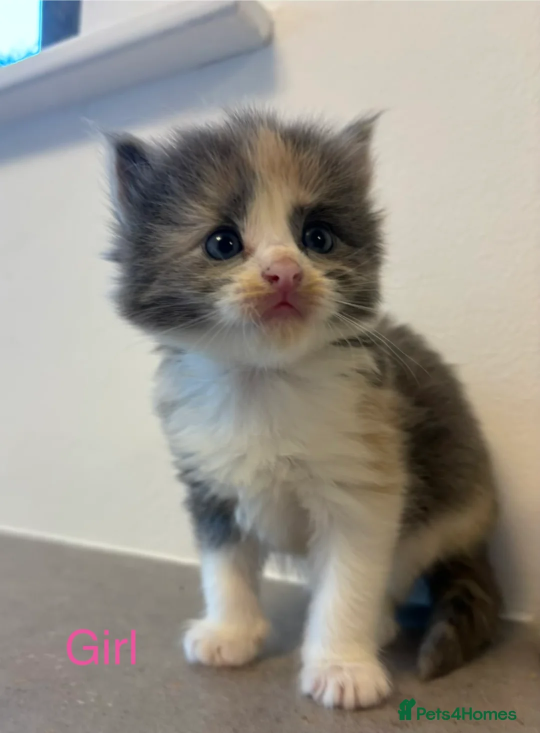 Ragdoll cats for sale: Seven Beautiful Ragdoll Kittens - Advert 20