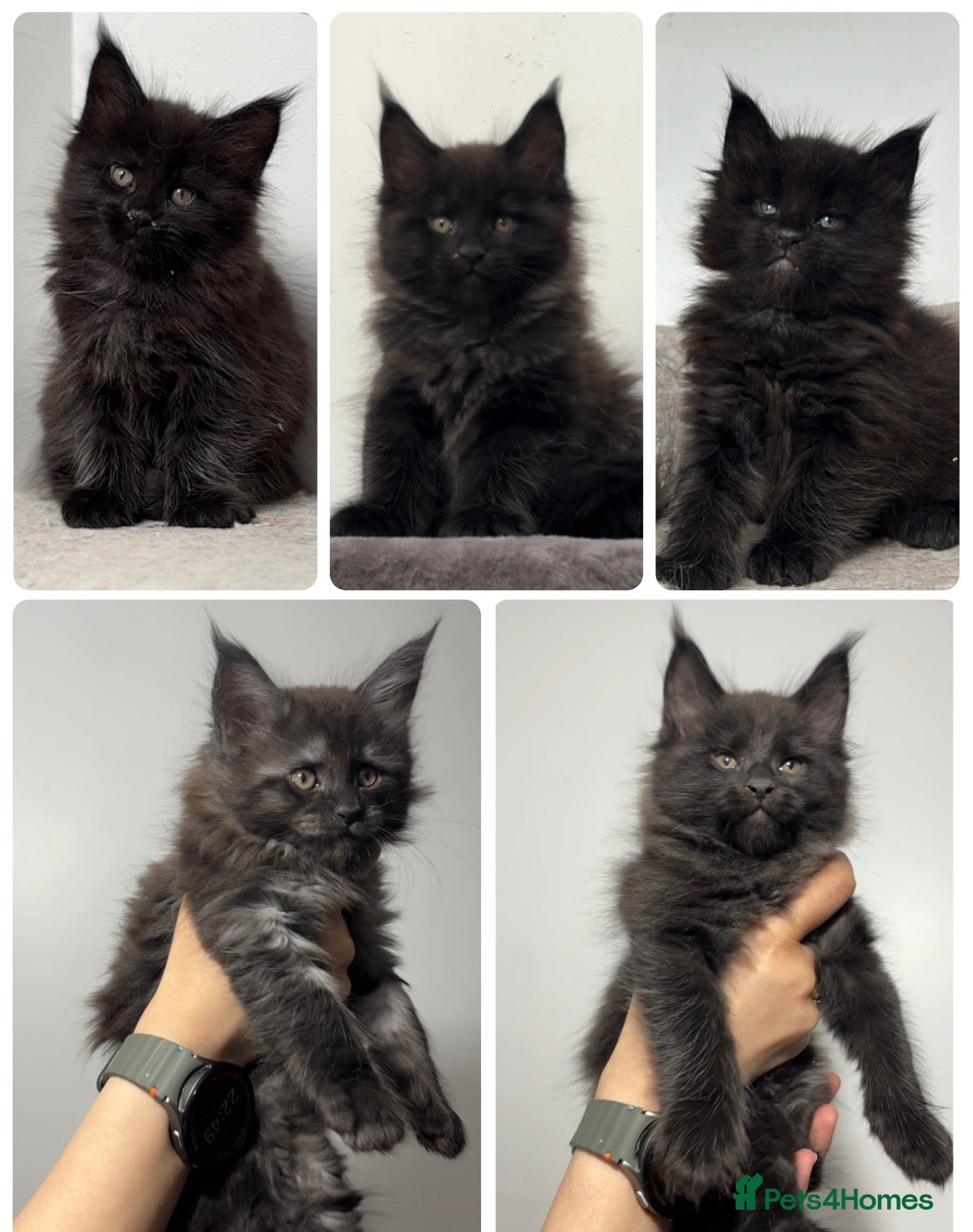 Maine Coon cats XXL RUSSIAN MAINE COON KITTENS - Advert 1