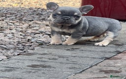 French Bulldog dogs for sale: Homie lines meet temple felson line  - Image 3