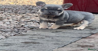 French Bulldog dogs - Advert 14