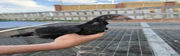 Mixed Breed poultry for sale: BrazillianXGerman O shamo - Advert 21