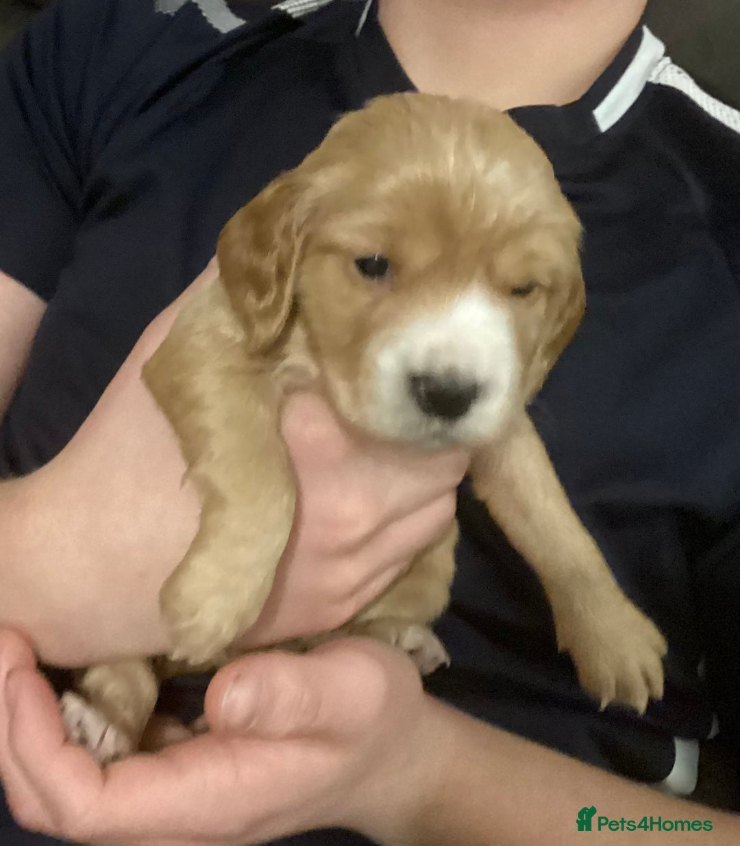 Cocker Spaniel dogs for sale: KC registered working cocker spaniel puppies  - Advert 12