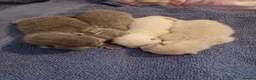 British Shorthair cats for sale: Rare British shorthair kittens - Advert 7