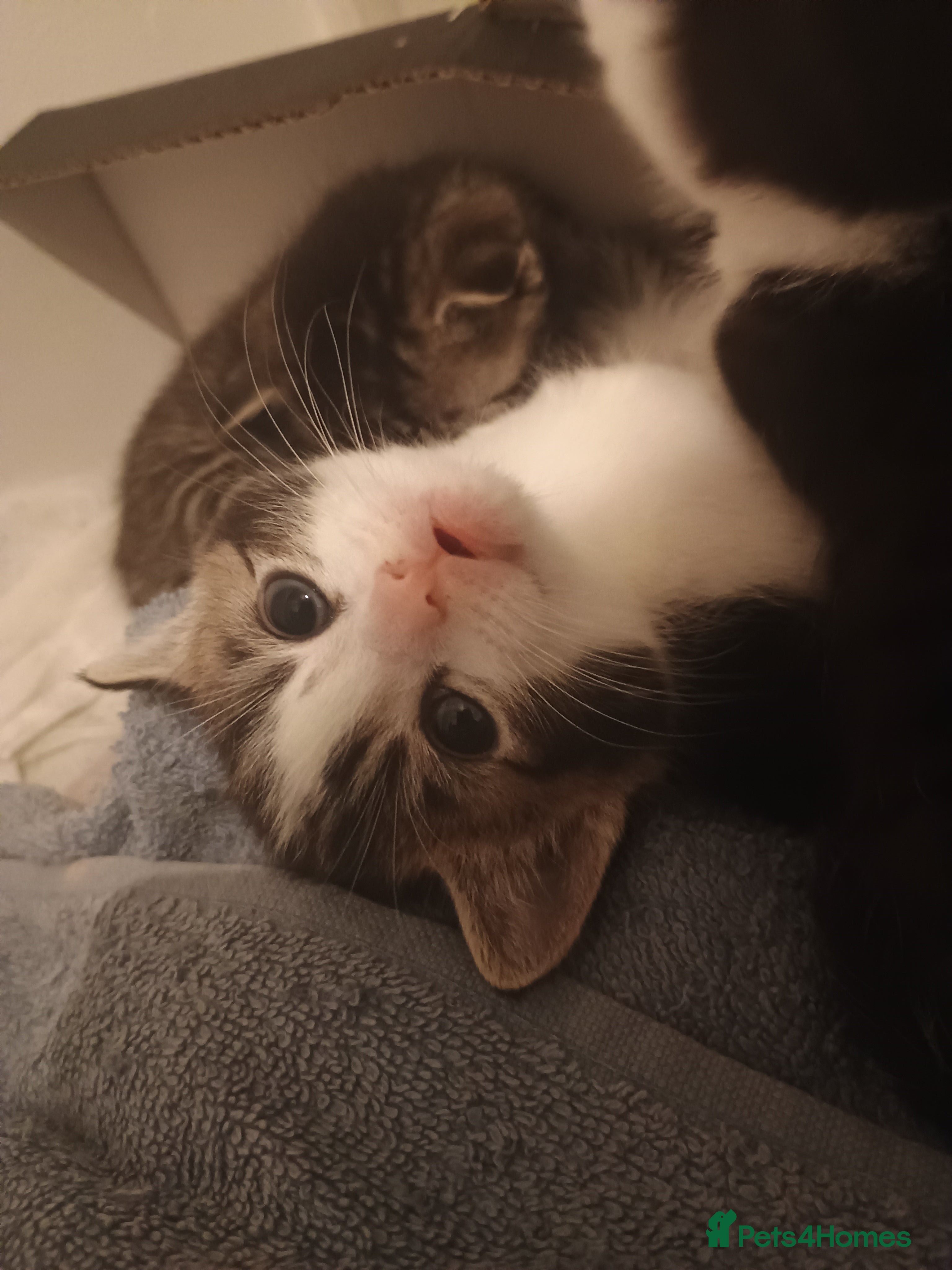 American Shorthair cats 1 male and 1 female 9 week old kittens for sale!!! - Advert 1