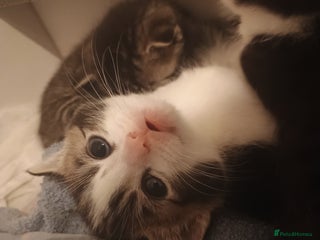 American Shorthair cats 1 male and 1 female 9 week old kittens for sale!!! - Advert 1