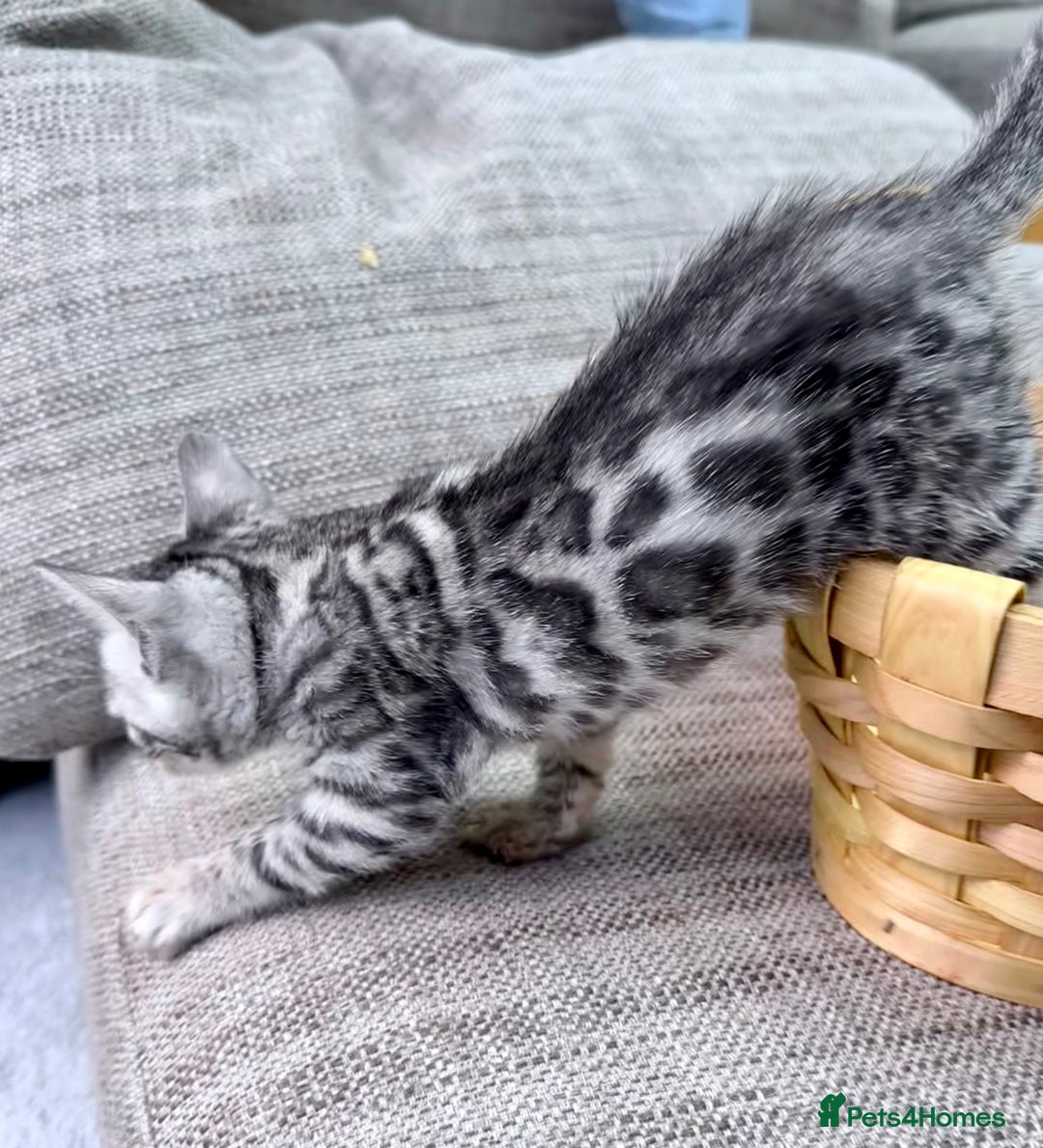 Bengal cats for sale: kittens - Advert 1