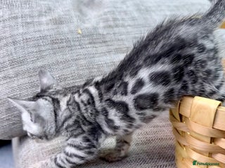 Bengal cats kittens - Advert 1