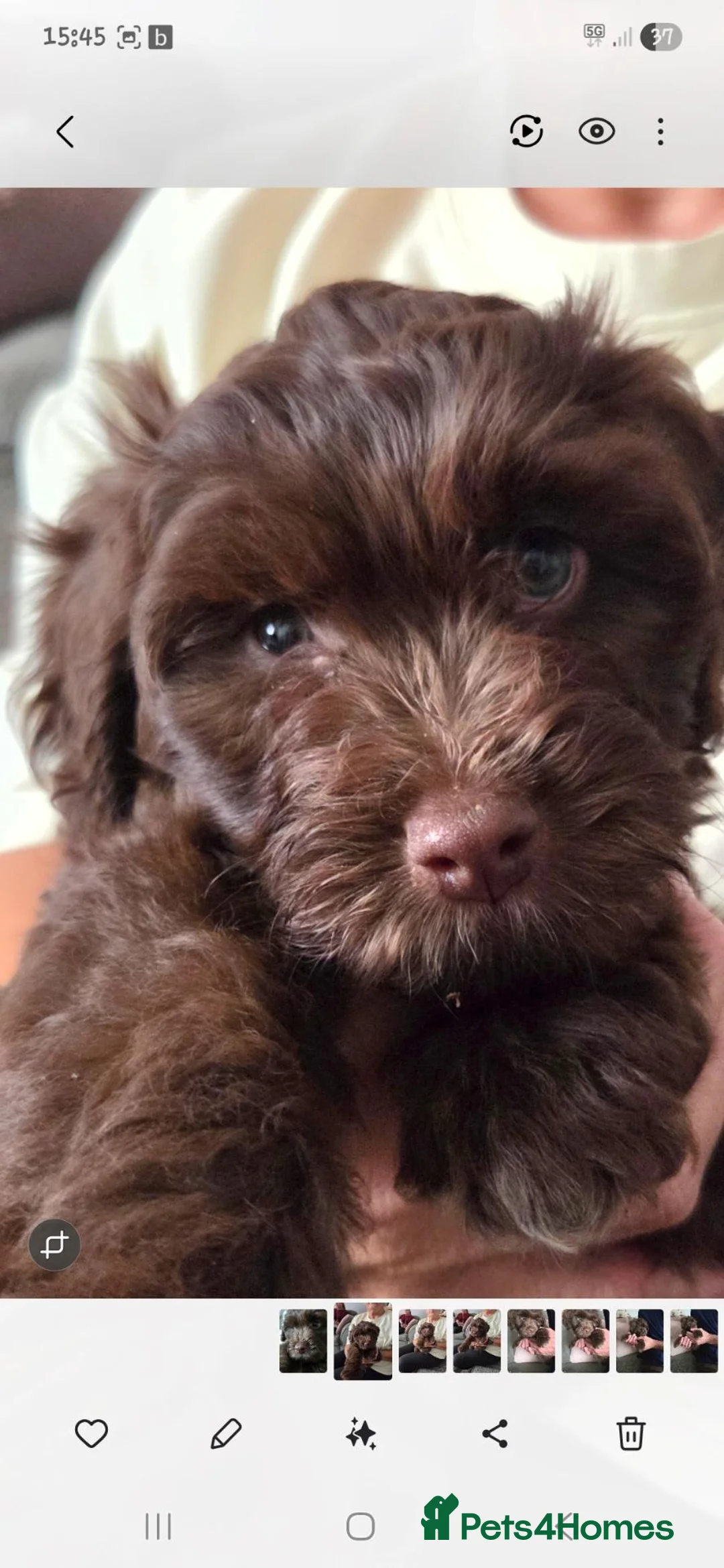 Cockapoo dogs for sale: Cute little cockapoo female puppy  in Gloucester - Advert 4