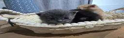 Mixed Breed cats for sale: Lovely mixed kittens in Swansea - Advert 6