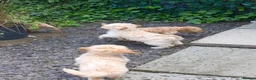 Cockapoo dogs for sale: Show class litter of 7 cockerpoo puppies - Advert 5