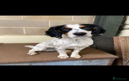 English Springer Spaniel dogs for sale: Springer pups  - Image 6