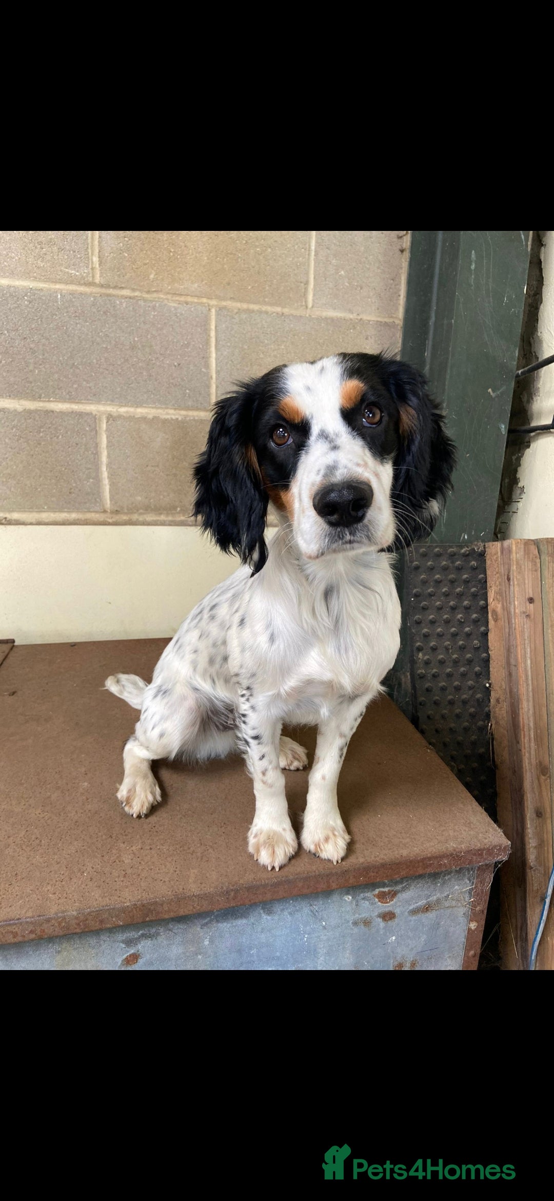 English Springer Spaniel dogs for sale: Springer pups  - Image 6