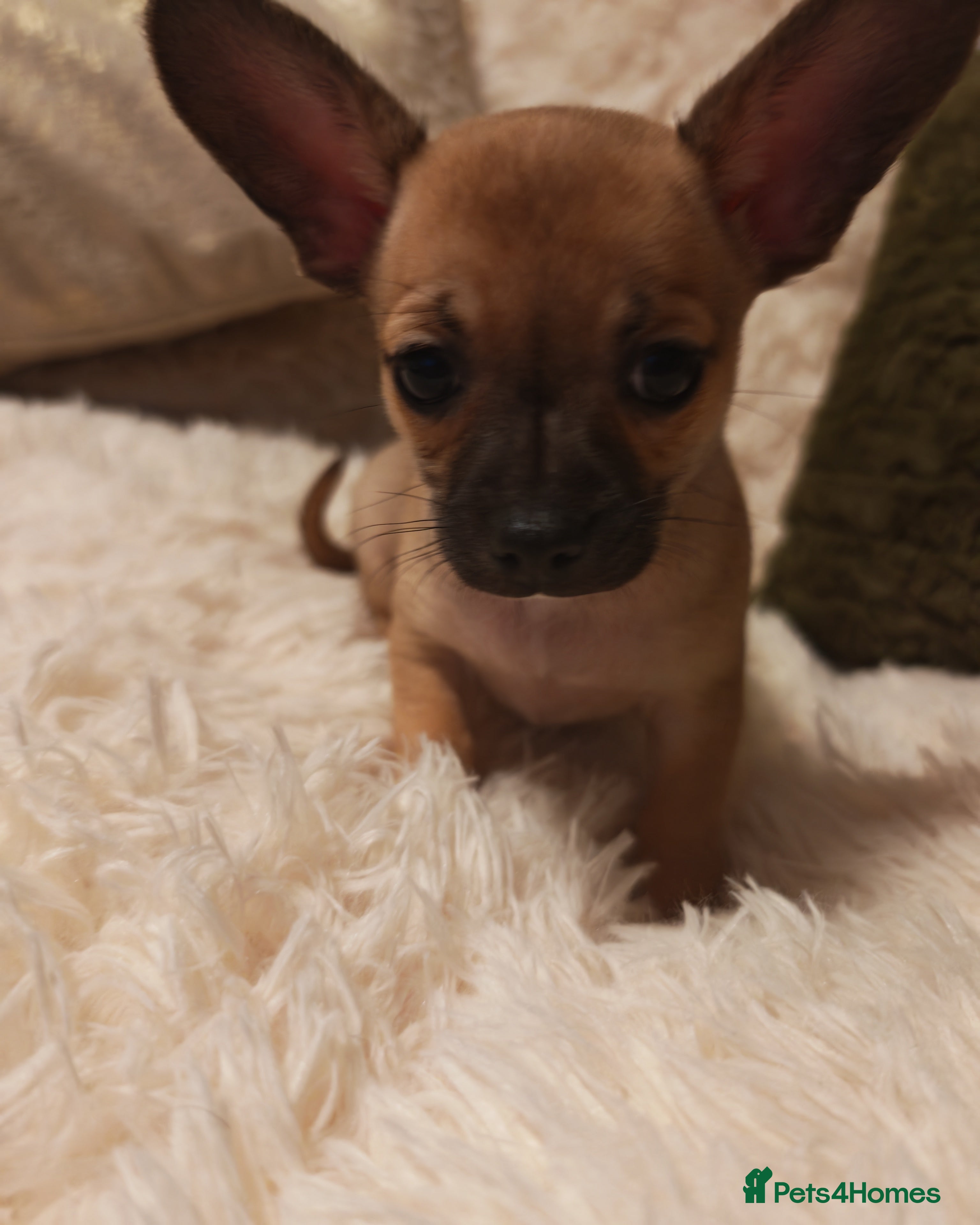 Chihuahua dogs Chihuahua full breed adorable puppys - Advert 6
