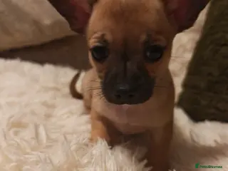 Chihuahua dogs Chihuahua full breed adorable puppys - Advert 6