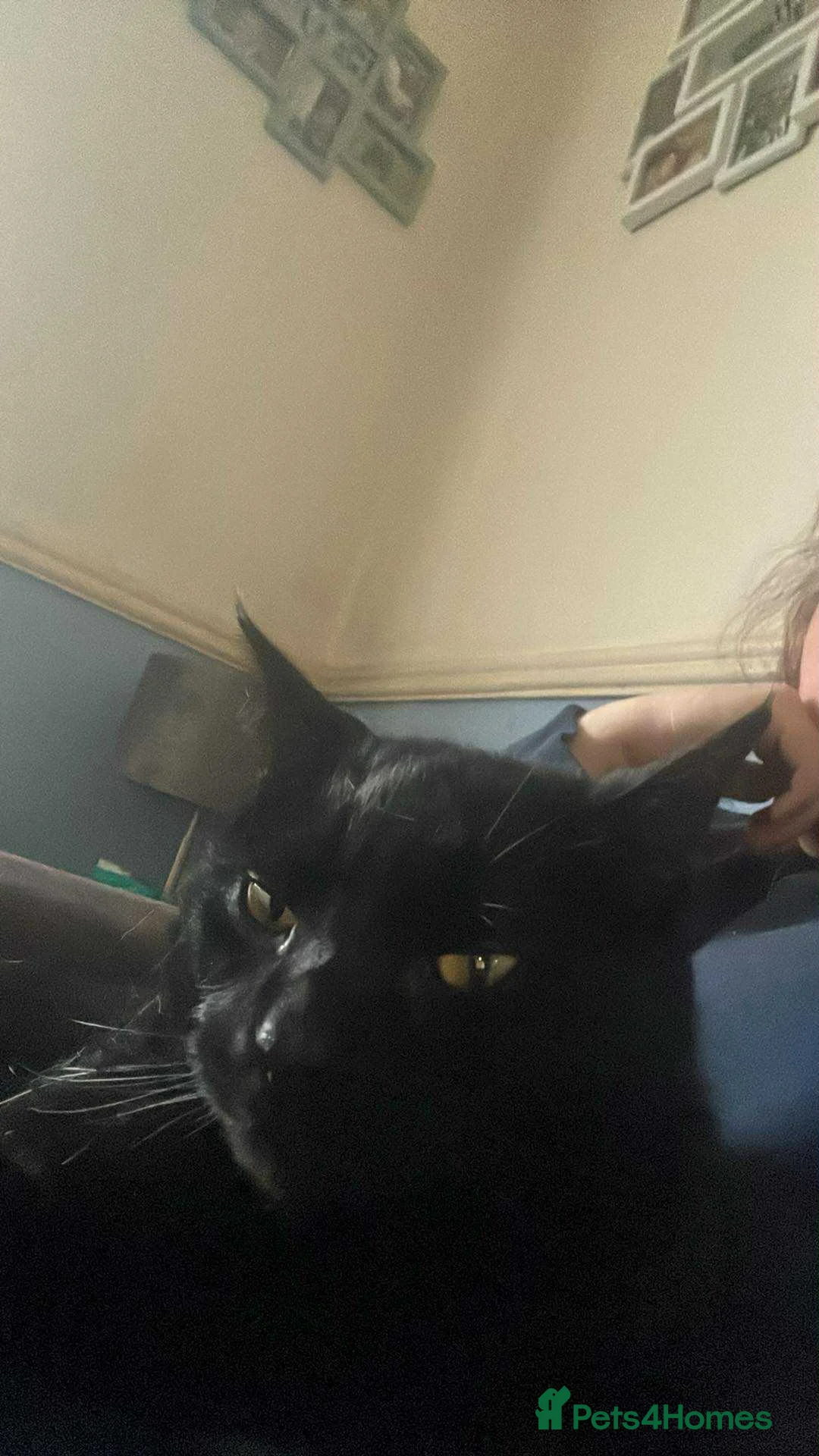 Mixed Breed cats for sale: Black cat  - Advert 2