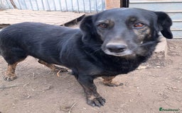 Mixed Breed dogs for adoption: Beautiful and Gentle LOLITA - for a Loving Home - Image 9