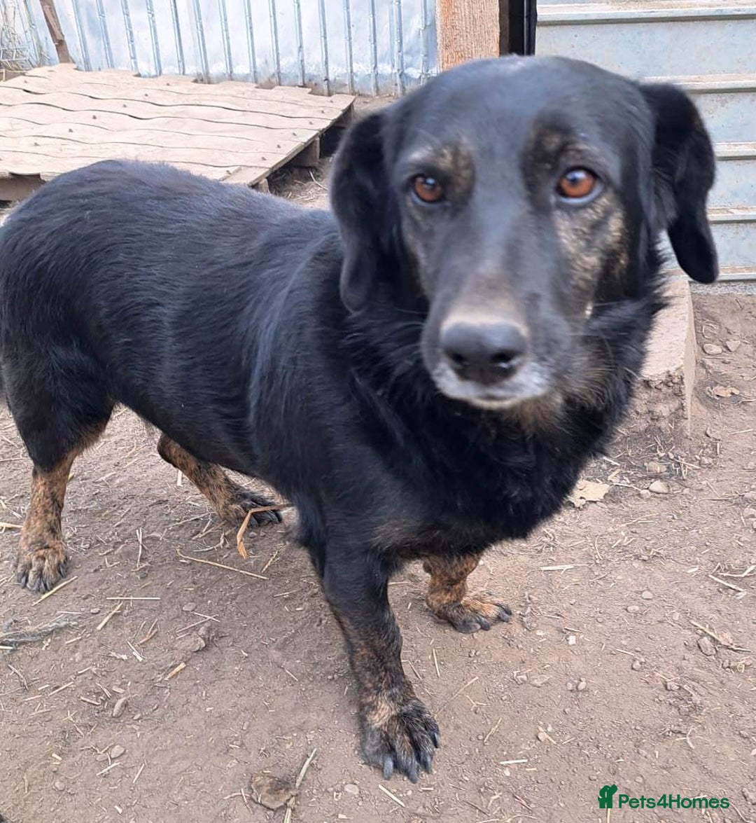 Mixed Breed dogs for adoption: Beautiful and Gentle LOLITA - for a Loving Home - Image 9