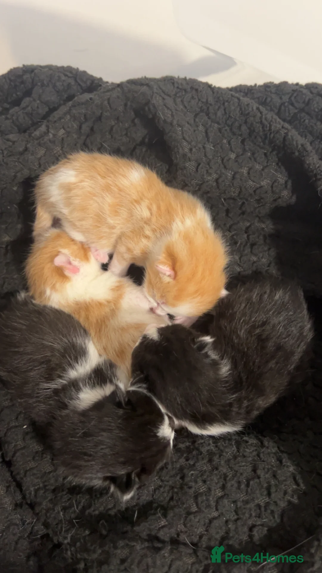Mixed Breed cats for sale: 4 kittens for sale  - Advert 8