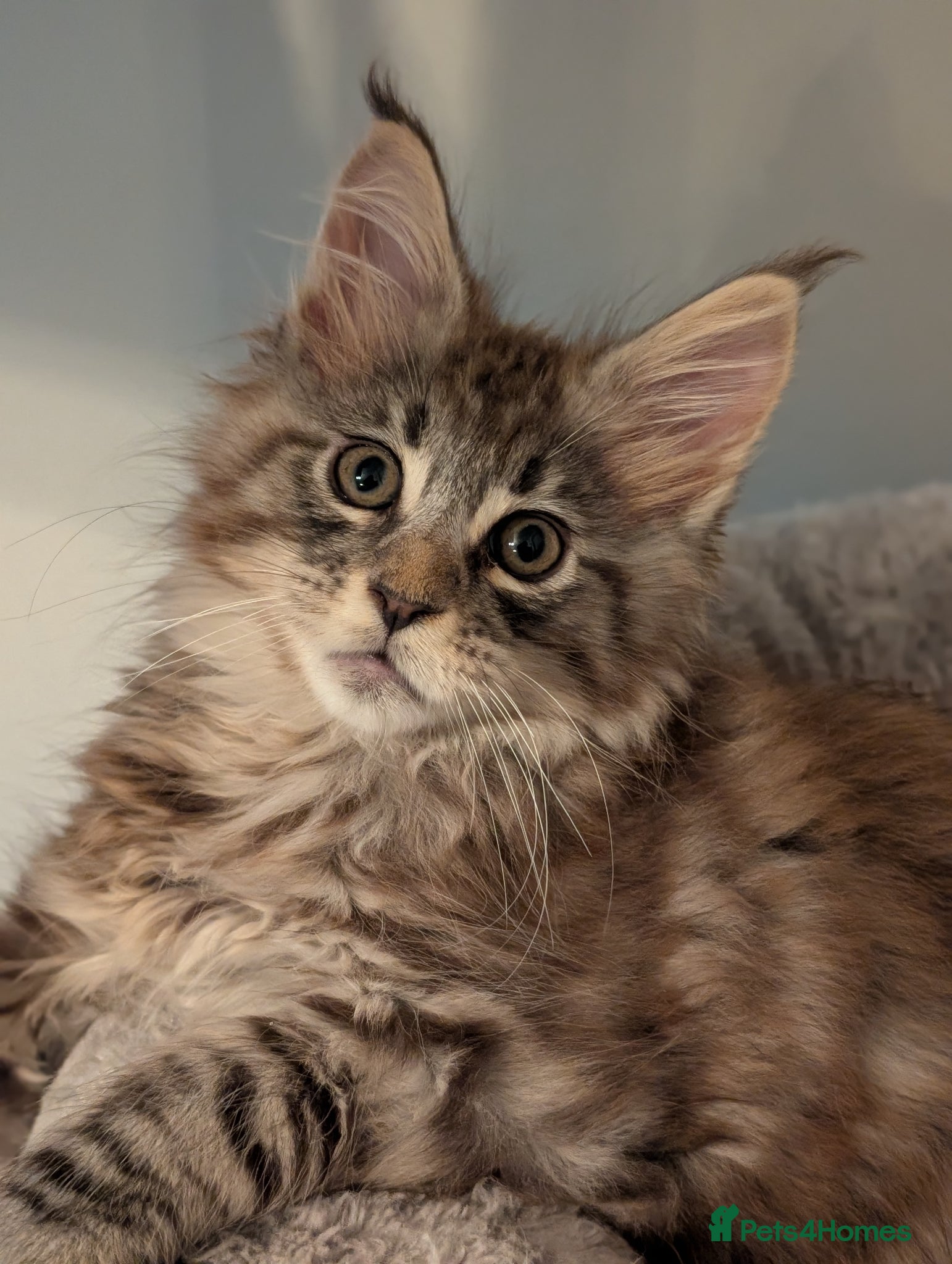 Maine Coon cats for sale: Gorgeous Registered Maine Coon Kittens  - Advert 2