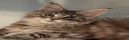 Maine Coon cats for sale: Gorgeous Registered Maine Coon Kittens  - Advert 1