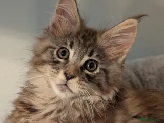 Maine Coon cats for sale: Gorgeous Registered Maine Coon Kittens - Advert 2