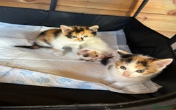 Mixed Breed cats for sale: Baby kittens for sale - Image 1