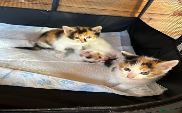 Mixed Breed cats - Advert 10