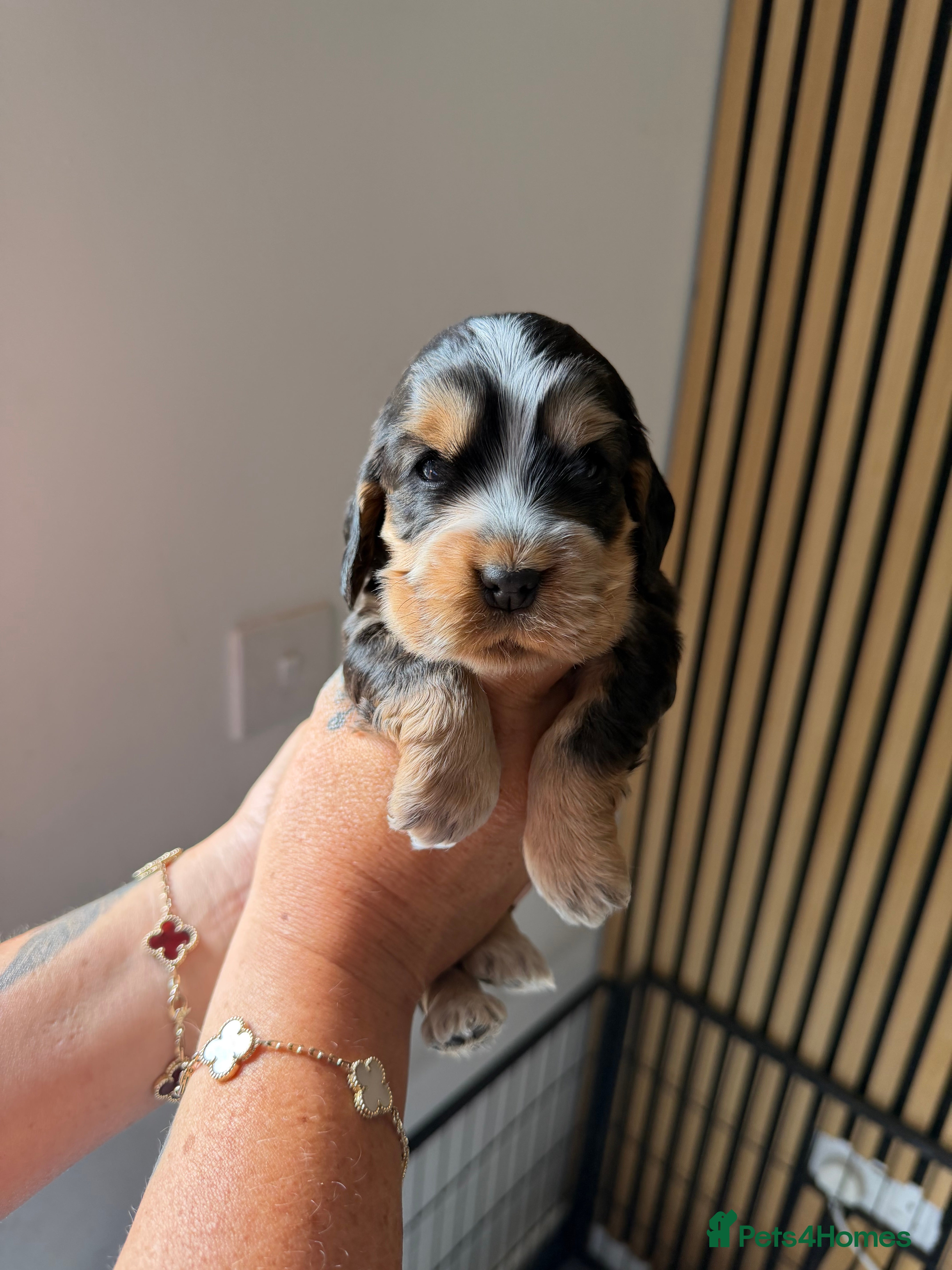 Cocker Spaniel dogs 🐶RIZI BIZI beautiful pedigree show spaniels🐶 - Advert 2