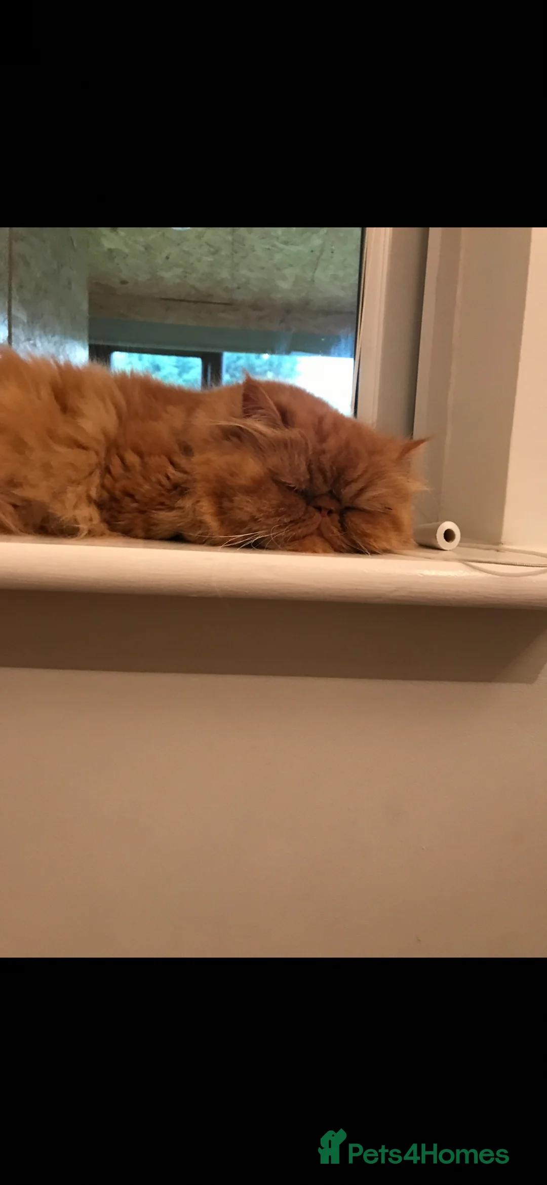 Persian cats for sale: Female Persian  - Advert 5