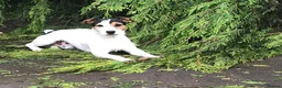 Jack Russell dogs for sale: Two Jack Russell’s can be separated  - Advert 5