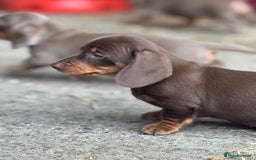 Miniature Dachshund dogs for sale: Gorgeous Miniature Daschund puppies 🐶🤍  - Image 11