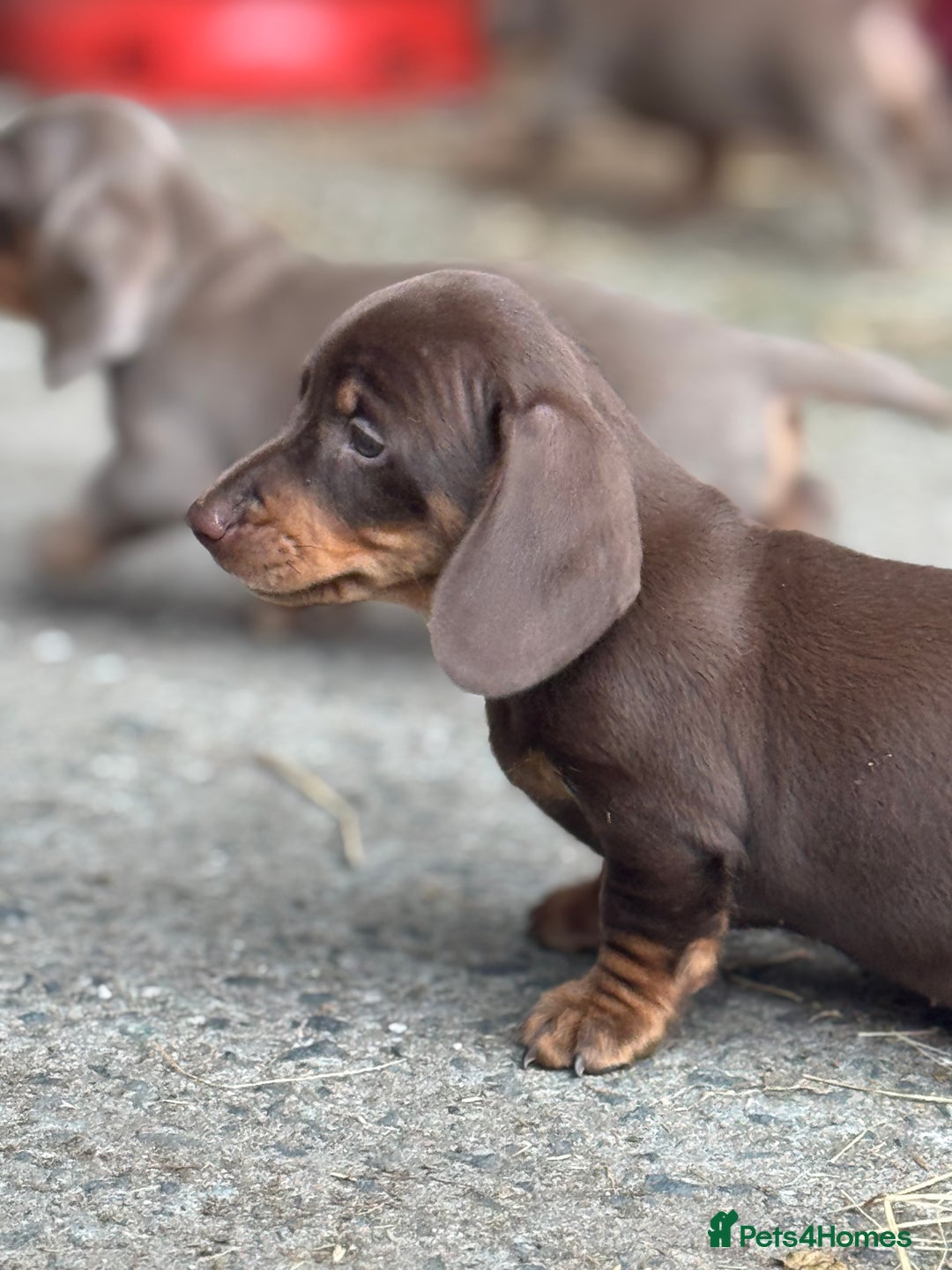 Miniature Dachshund dogs for sale: Gorgeous Miniature Daschund puppies 🐶🤍  - Image 11