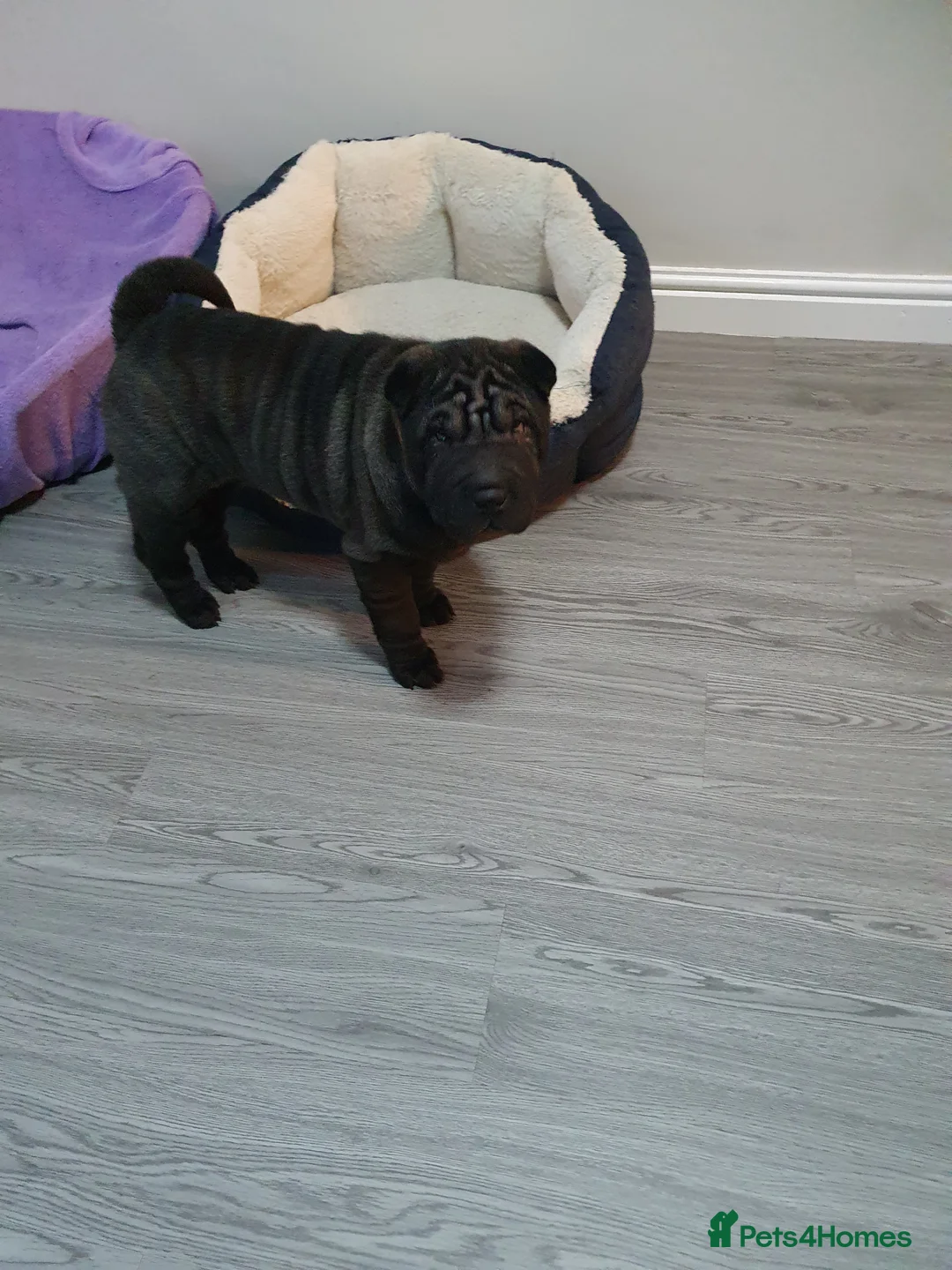 Shar Pei dogs for sale: Stunning KC Registered Shar Pei puppies - Advert 3